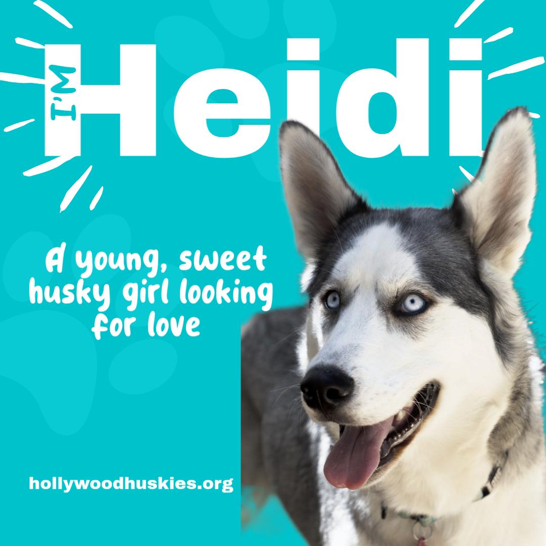Enlarge Heidi...has the best ears, a Adoption Pending mixed breed in Los Angeles, CA image 1/6
