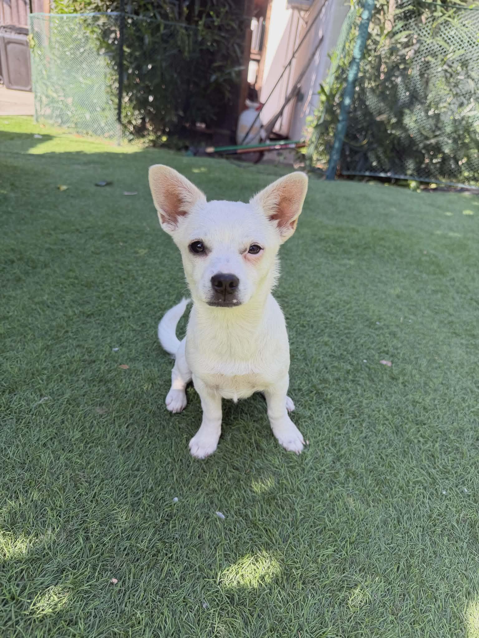 Karen, Adoptable, Young Female Terrier.