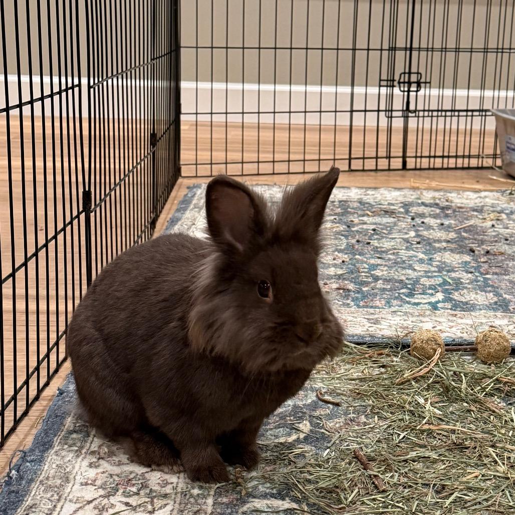 Consuela, Adoptable, Adult Female Lionhead.