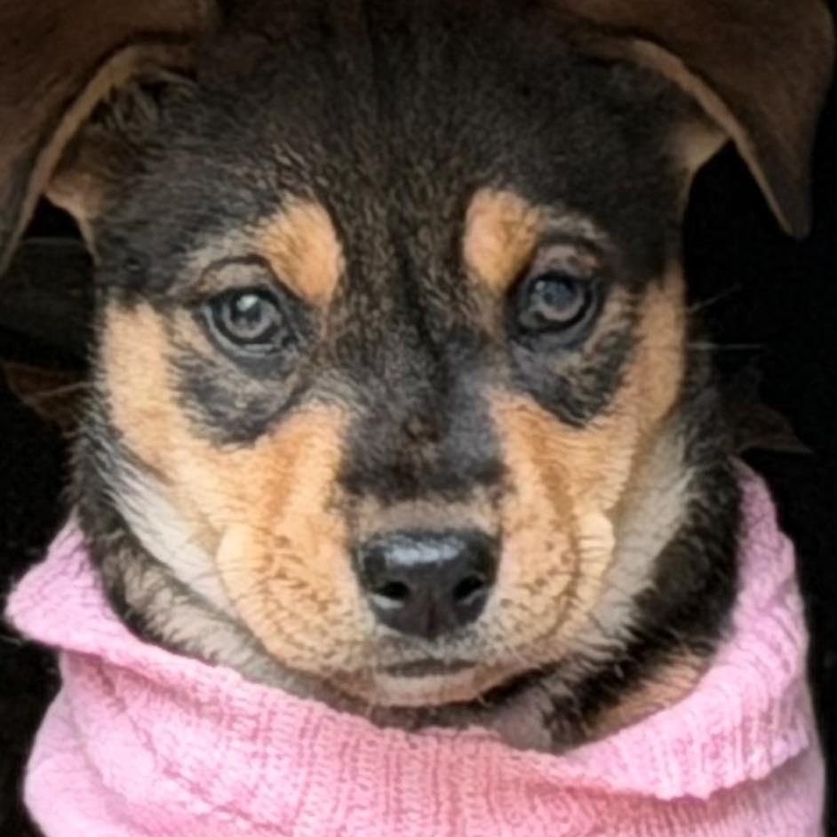 Enlarge Vivian , an adopted Mixed Breed in Kalamazoo , MI image 1/6
