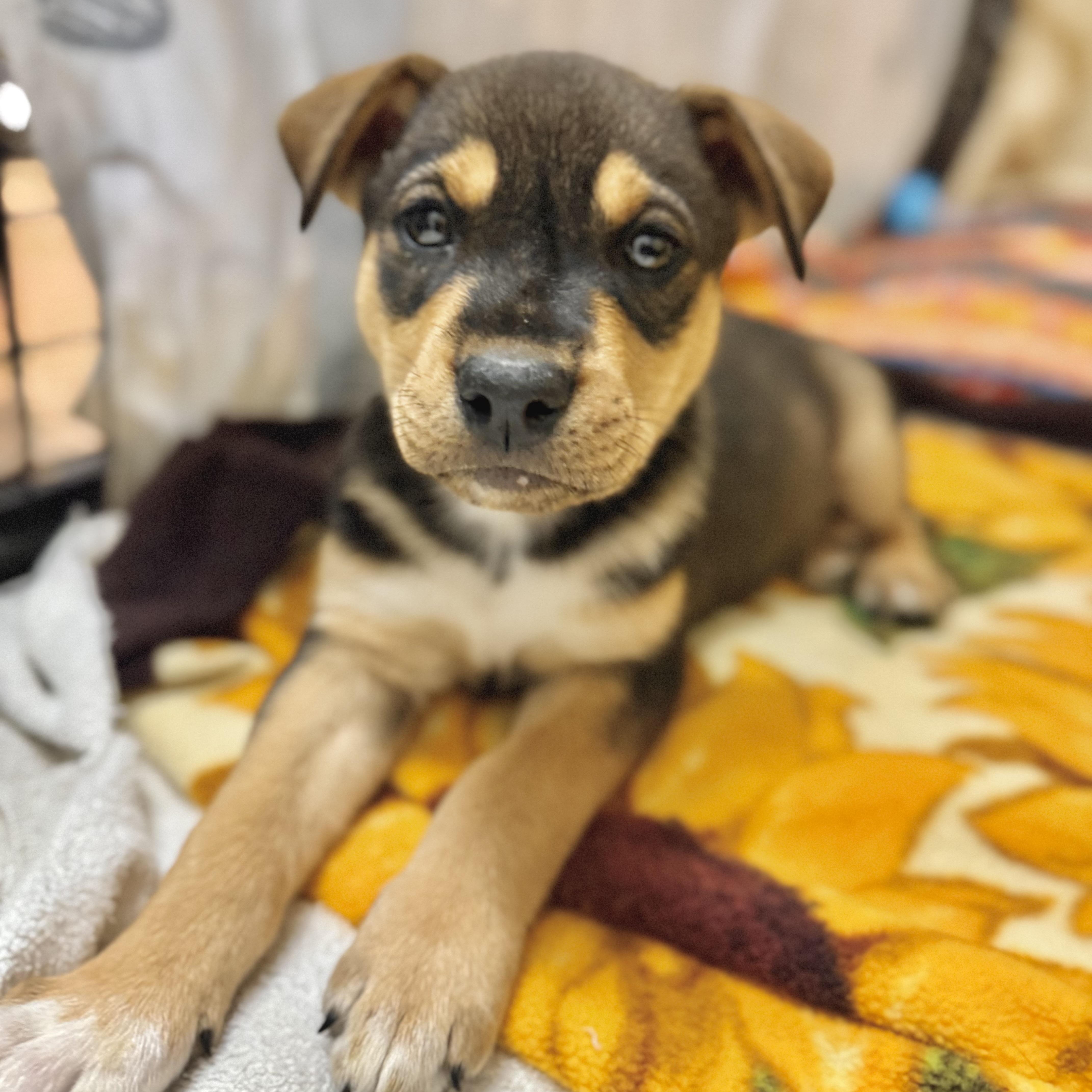 Enlarge Vivian , an adopted Mixed Breed in Kalamazoo , MI image 2/6