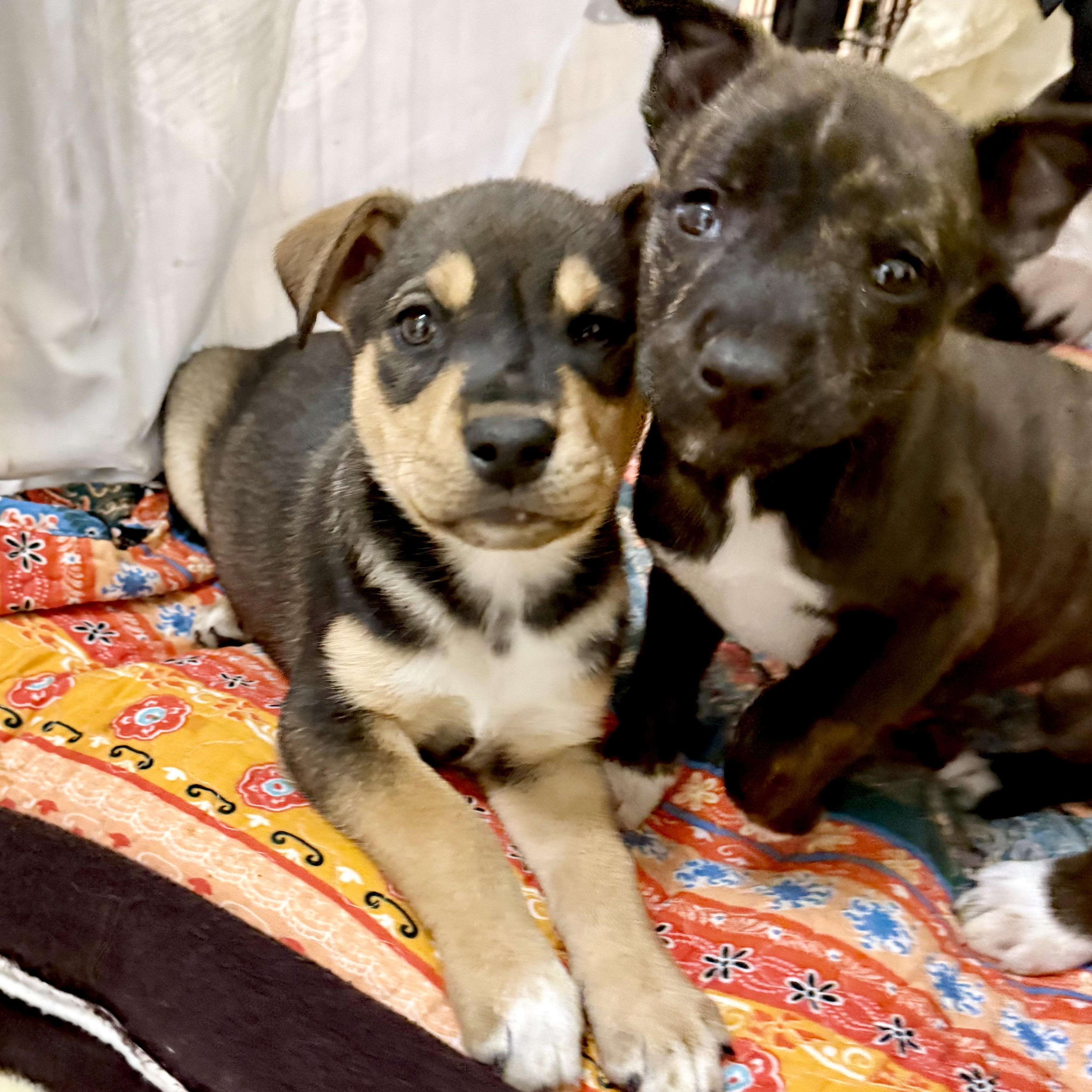 Enlarge Vivian , an adopted Mixed Breed in Kalamazoo , MI image 5/6