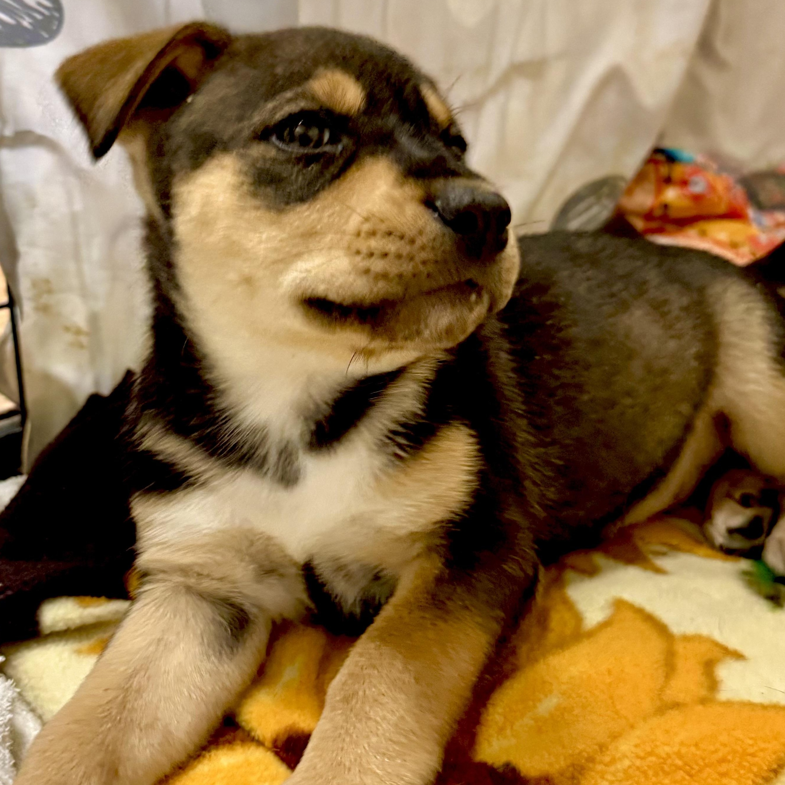 Enlarge Vivian , an adopted Mixed Breed in Kalamazoo , MI image 6/6