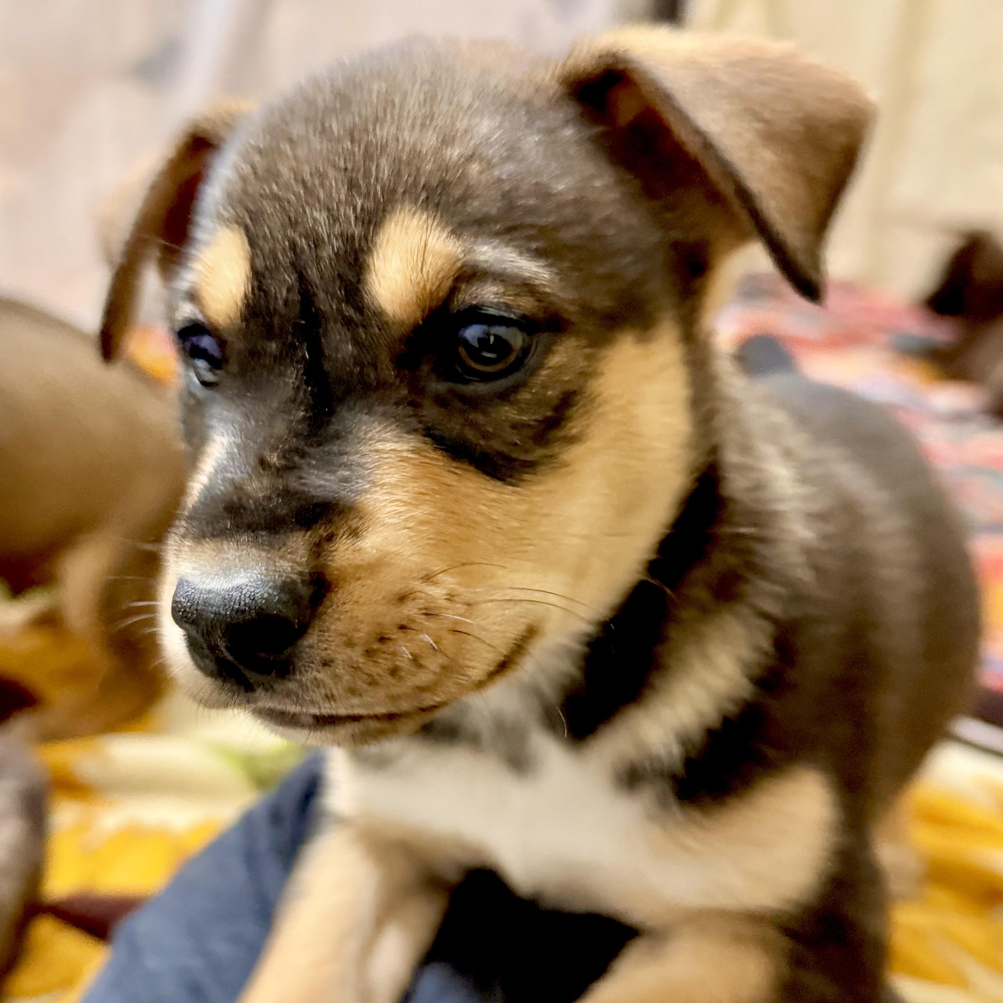 Enlarge Vivian , an adopted Mixed Breed in Kalamazoo , MI image 4/6