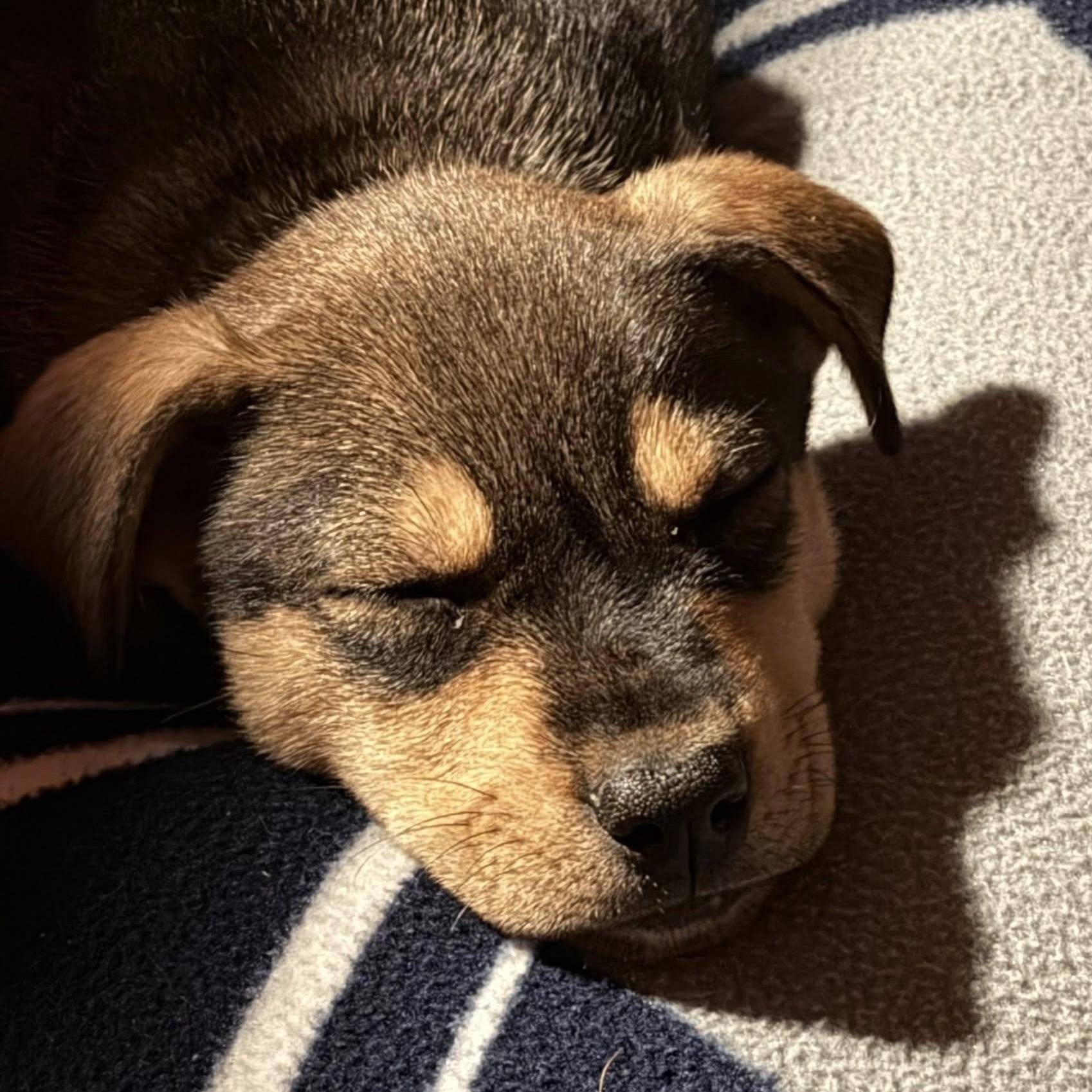 Enlarge Vivian , an adopted Mixed Breed in Kalamazoo , MI image 3/6