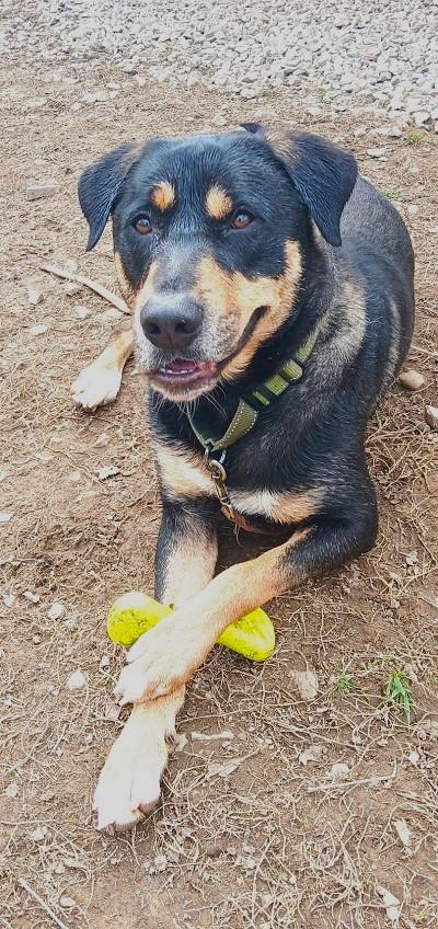 DOBIE, adoptable, Adult Male Bernese Mountain Dog.