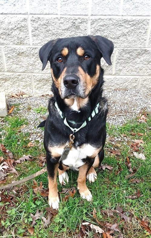 Enlarge DOBIE, a ADOPTABLE Mixed Breed in Pegram, TN image 3/5