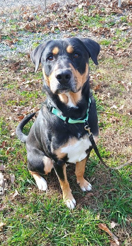 Enlarge DOBIE, a ADOPTABLE Mixed Breed in Pegram, TN image 2/5