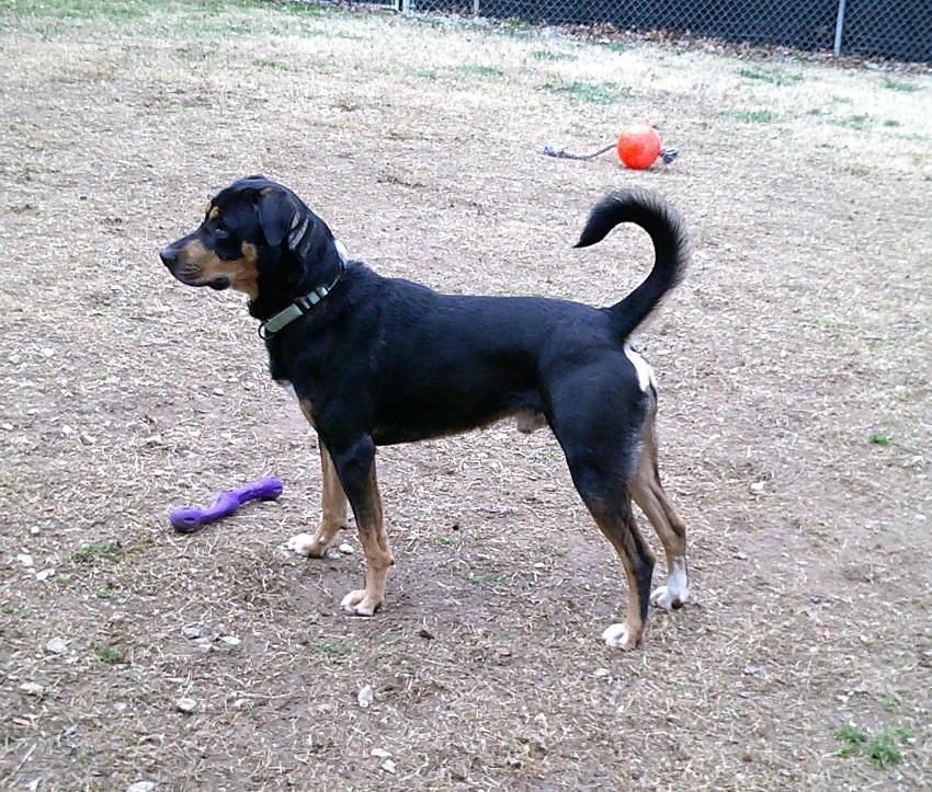 Enlarge DOBIE, a ADOPTABLE Mixed Breed in Pegram, TN image 6/6