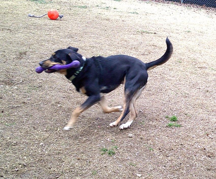 Enlarge DOBIE, a ADOPTABLE Mixed Breed in Pegram, TN image 5/6