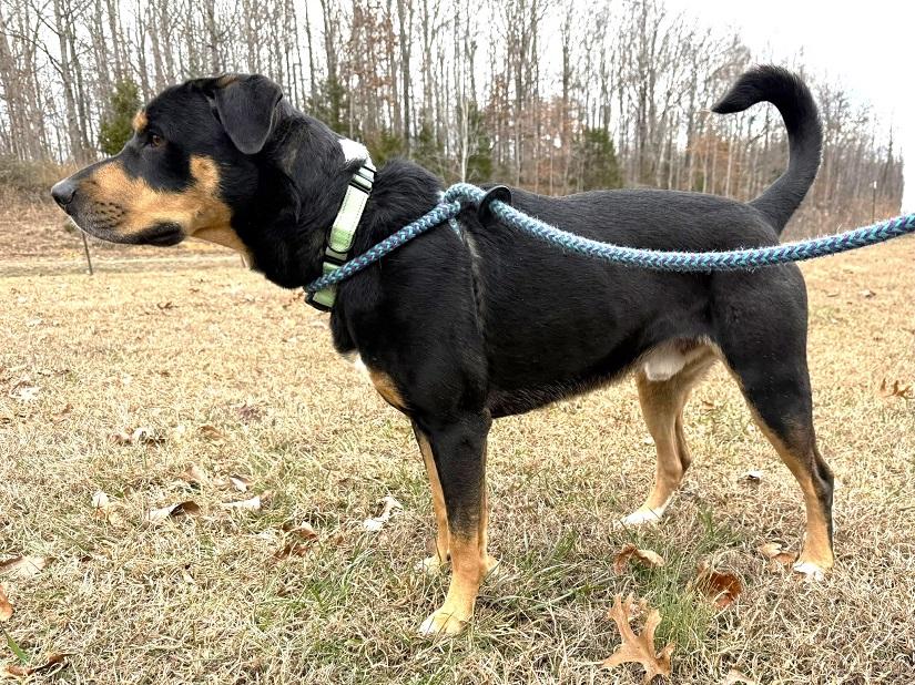 DOBIE, ADOPTABLE, Adult Male Mixed Breed.