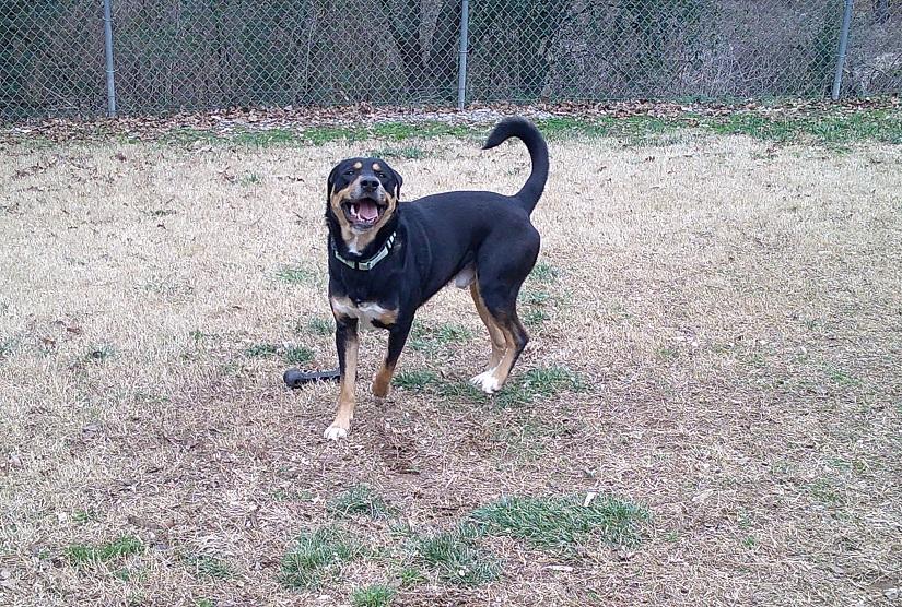 Enlarge DOBIE, a ADOPTABLE Mixed Breed in Pegram, TN image 1/6