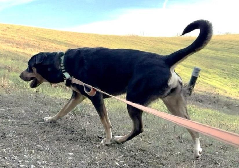 Enlarge DOBIE, a ADOPTABLE Mixed Breed in Pegram, TN image 5/5