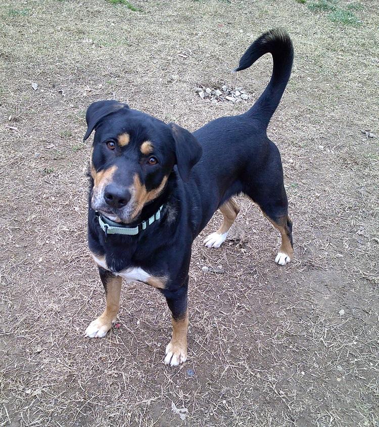 DOBIE, ADOPTABLE, Adult Male Mixed Breed.