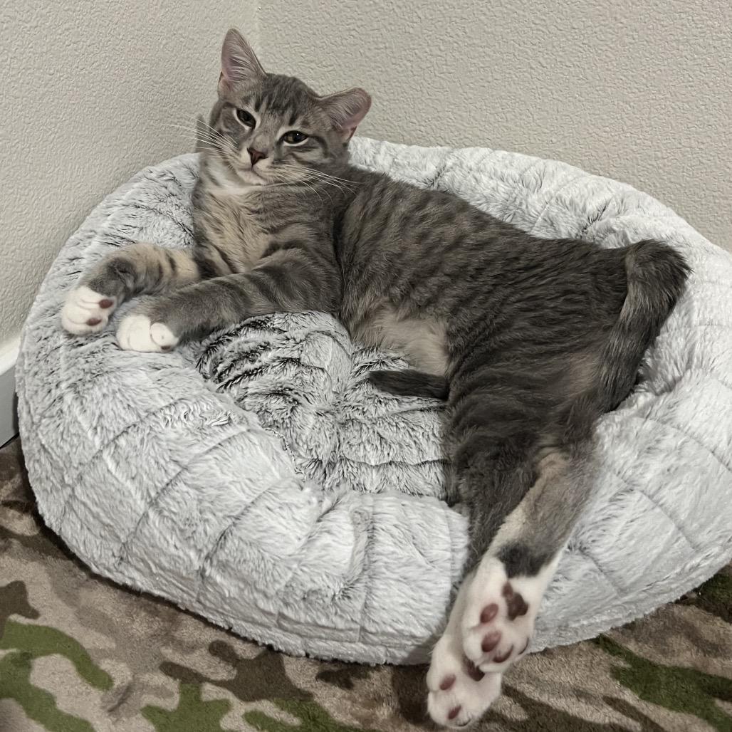 Enlarge EggNog, a Adoptable Domestic Short Hair in Keizer, OR image 1/3