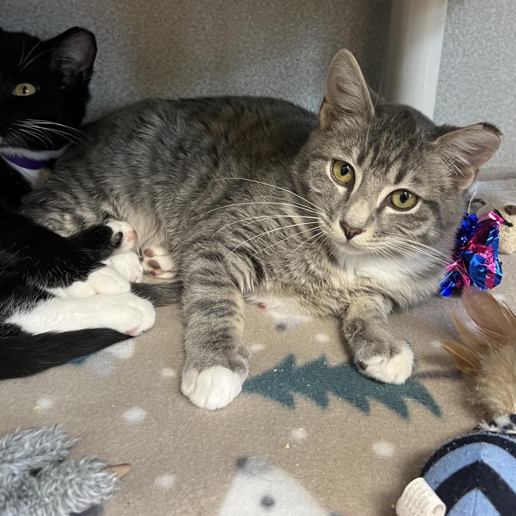 Enlarge EggNog, a Adoptable Domestic Short Hair in Keizer, OR image 2/3