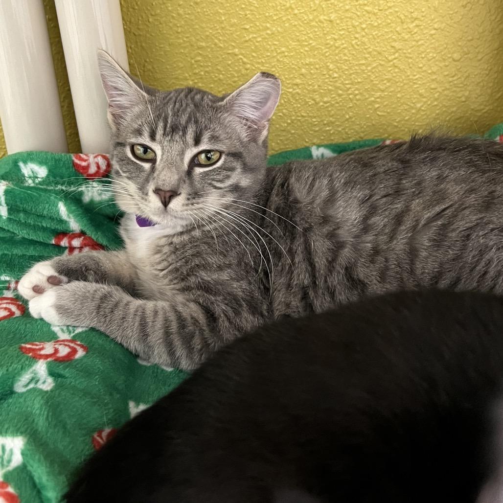 Enlarge EggNog, a Adoptable Domestic Short Hair in Keizer, OR image 3/3