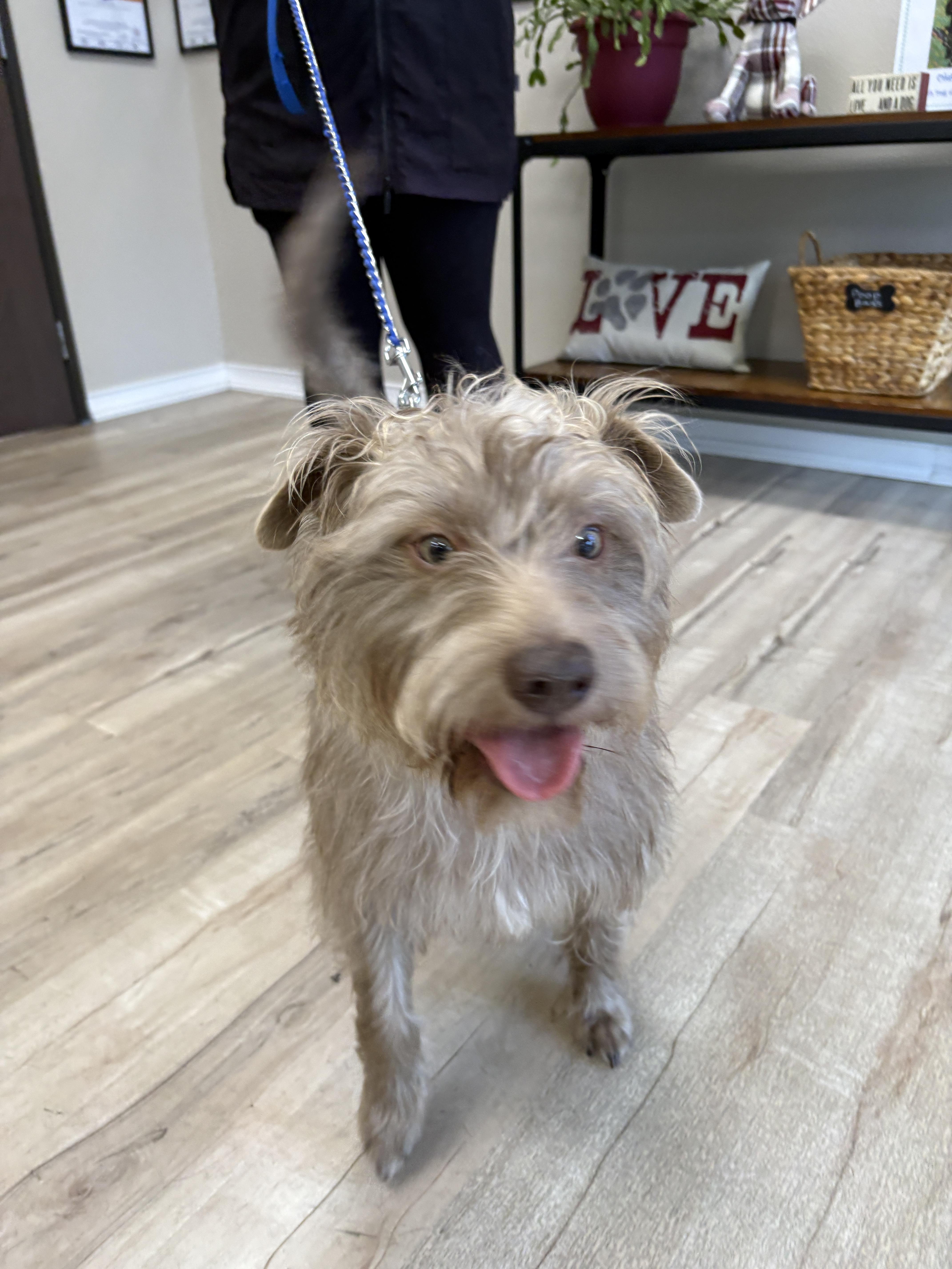 Enlarge Bring Dennis home. The sweetest, funniest pup you'll ever meet., an adopted Mixed Breed in Pittsfield, MA image 2/6