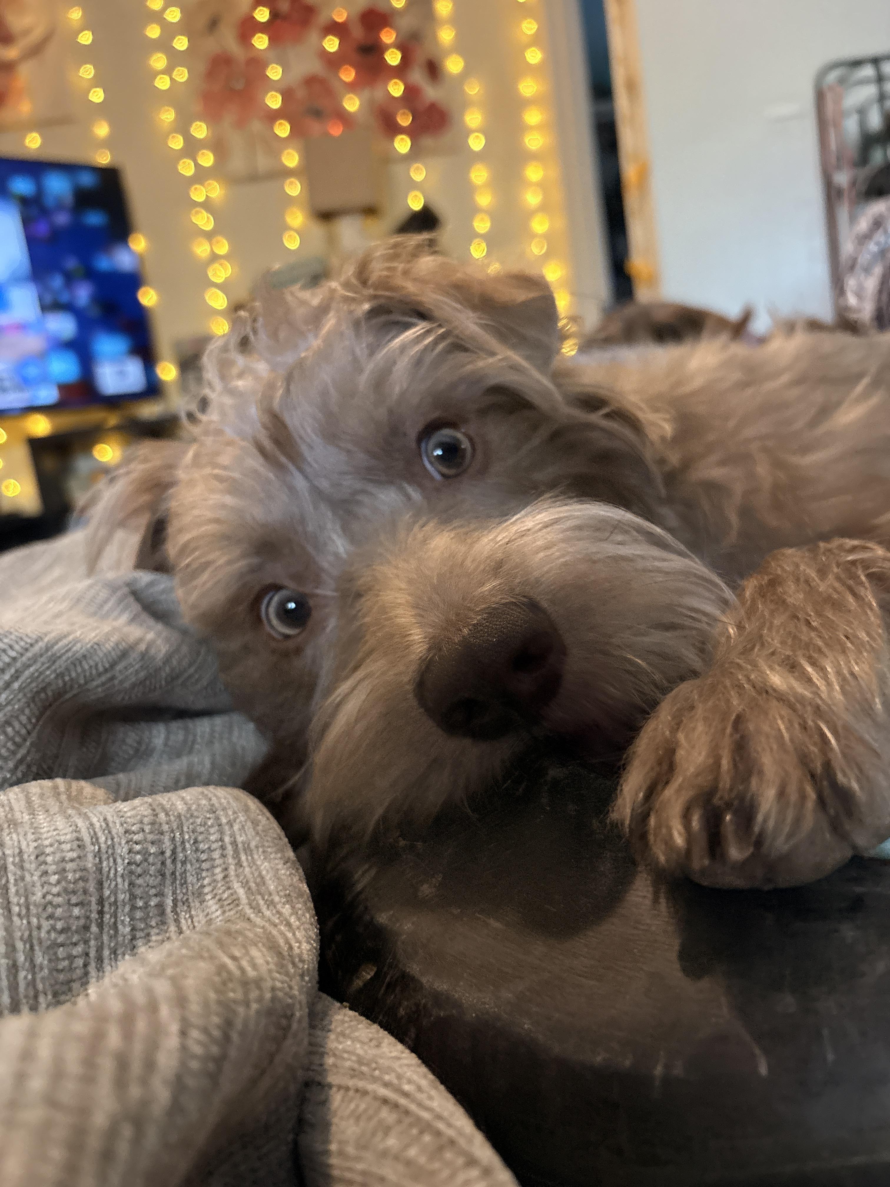 Enlarge Bring Dennis home. The sweetest, funniest pup you'll ever meet., an adopted Mixed Breed in Pittsfield, MA image 6/6