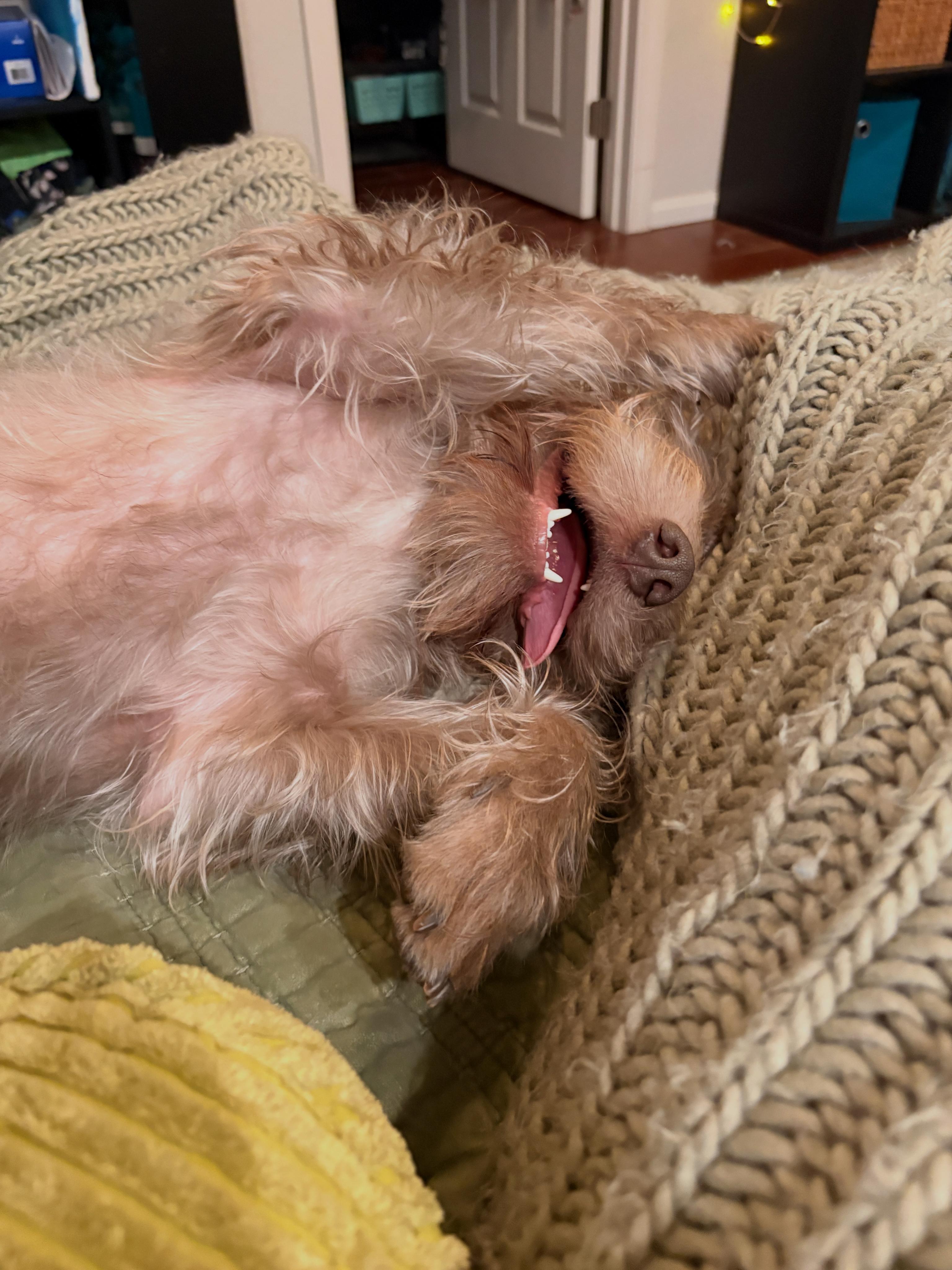 Enlarge Bring Dennis home. The sweetest, funniest pup you'll ever meet., an adopted Mixed Breed in Pittsfield, MA image 5/6