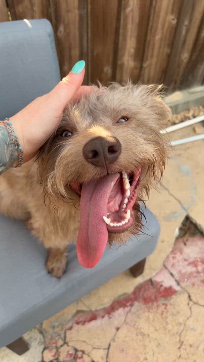 Enlarge Bring Dennis home. The sweetest, funniest pup you'll ever meet., an adopted Mixed Breed in Pittsfield, MA video 4/6