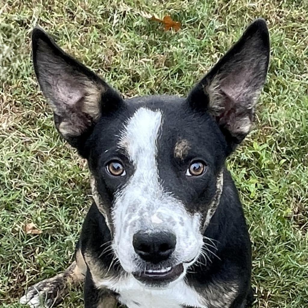 Lip, Adoptable, Young Male Mixed Breed.