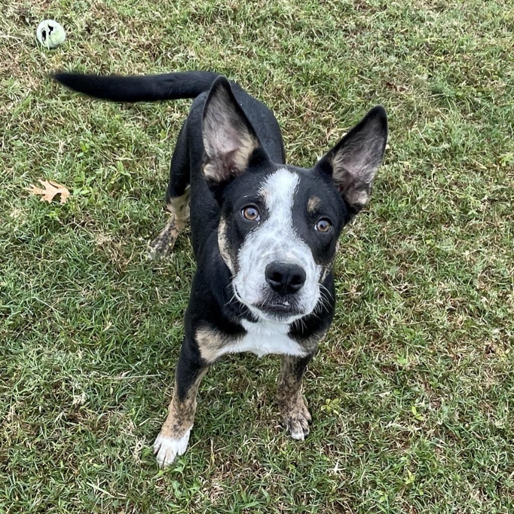 Enlarge Lip, a Adoptable mixed breed in Brenham, TX image 2/6