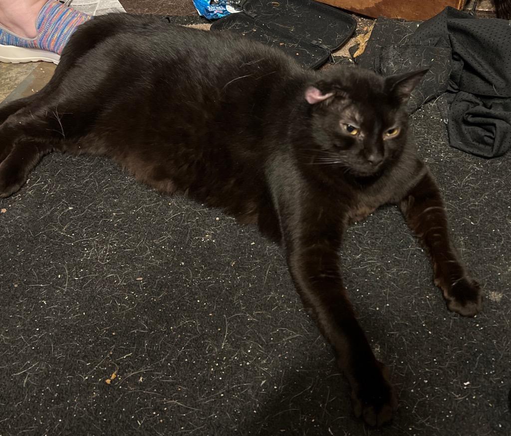 Mister, Adopted, Adult Male Domestic Short Hair.