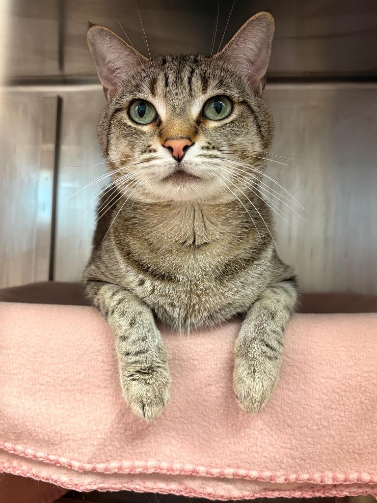 Zeus, Adoptable, Adult Male Domestic Short Hair.