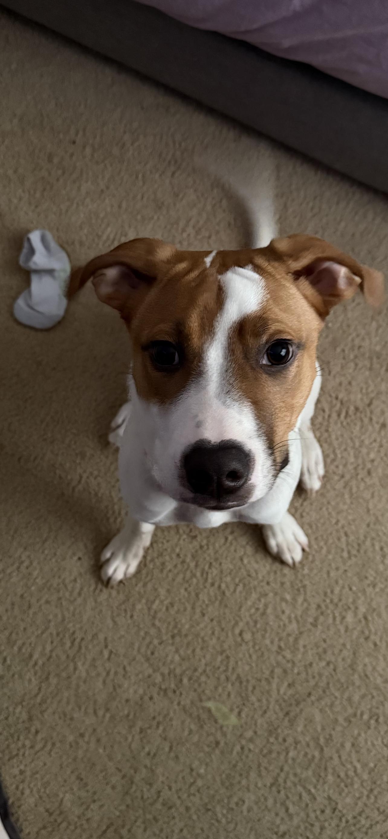 Tucker, a Adoptable mixed breed in Reidsville, NC image 1/4