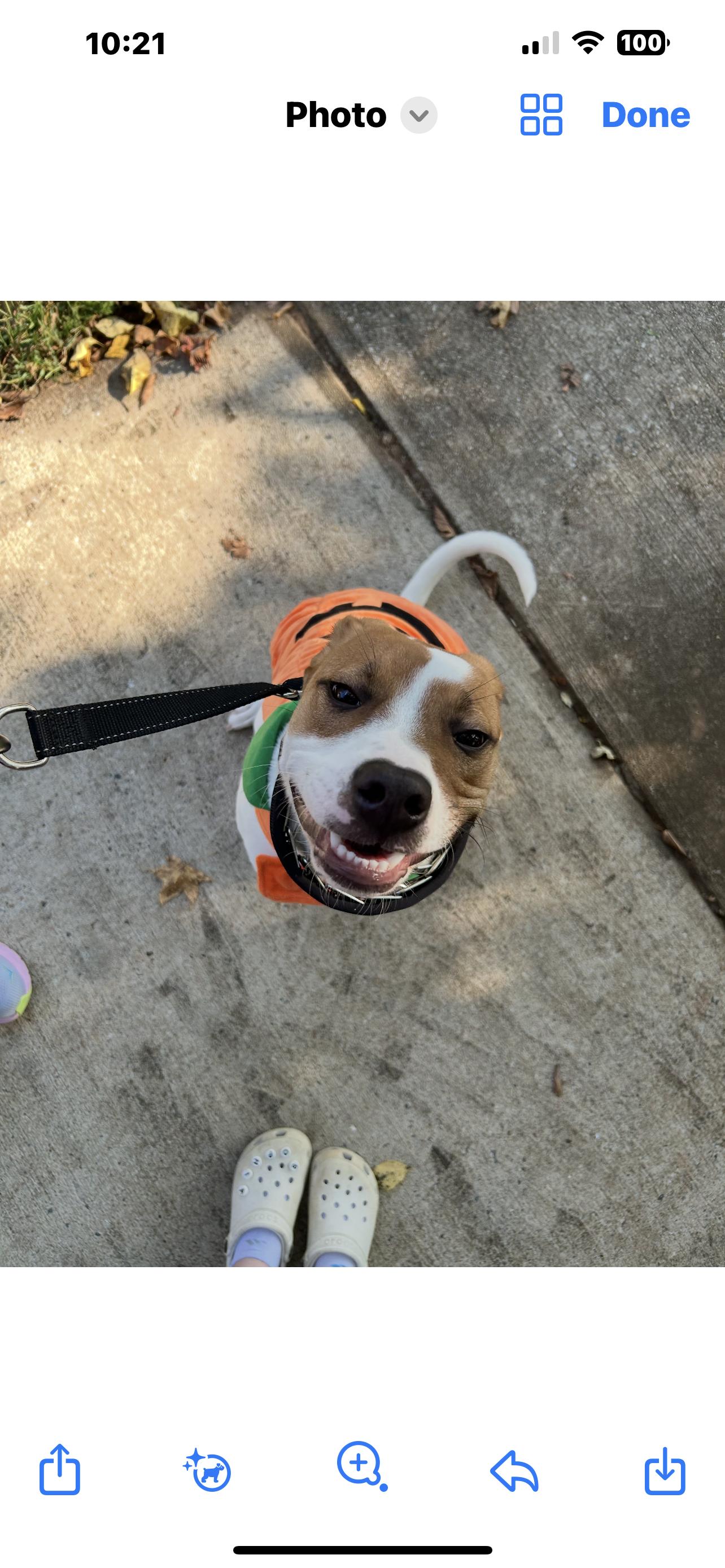 Tucker, a Adoptable mixed breed in Reidsville, NC image 3/4