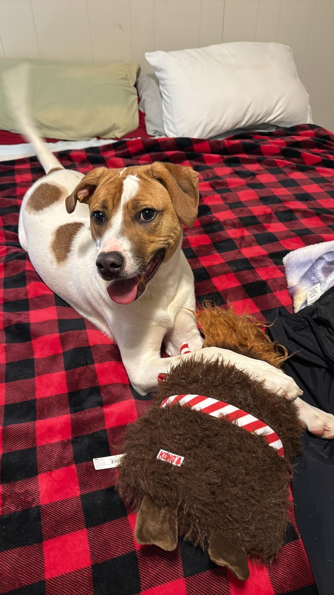 Enlarge Yogi, an adoptable mixed breed in Reidsville, NC image 3/3