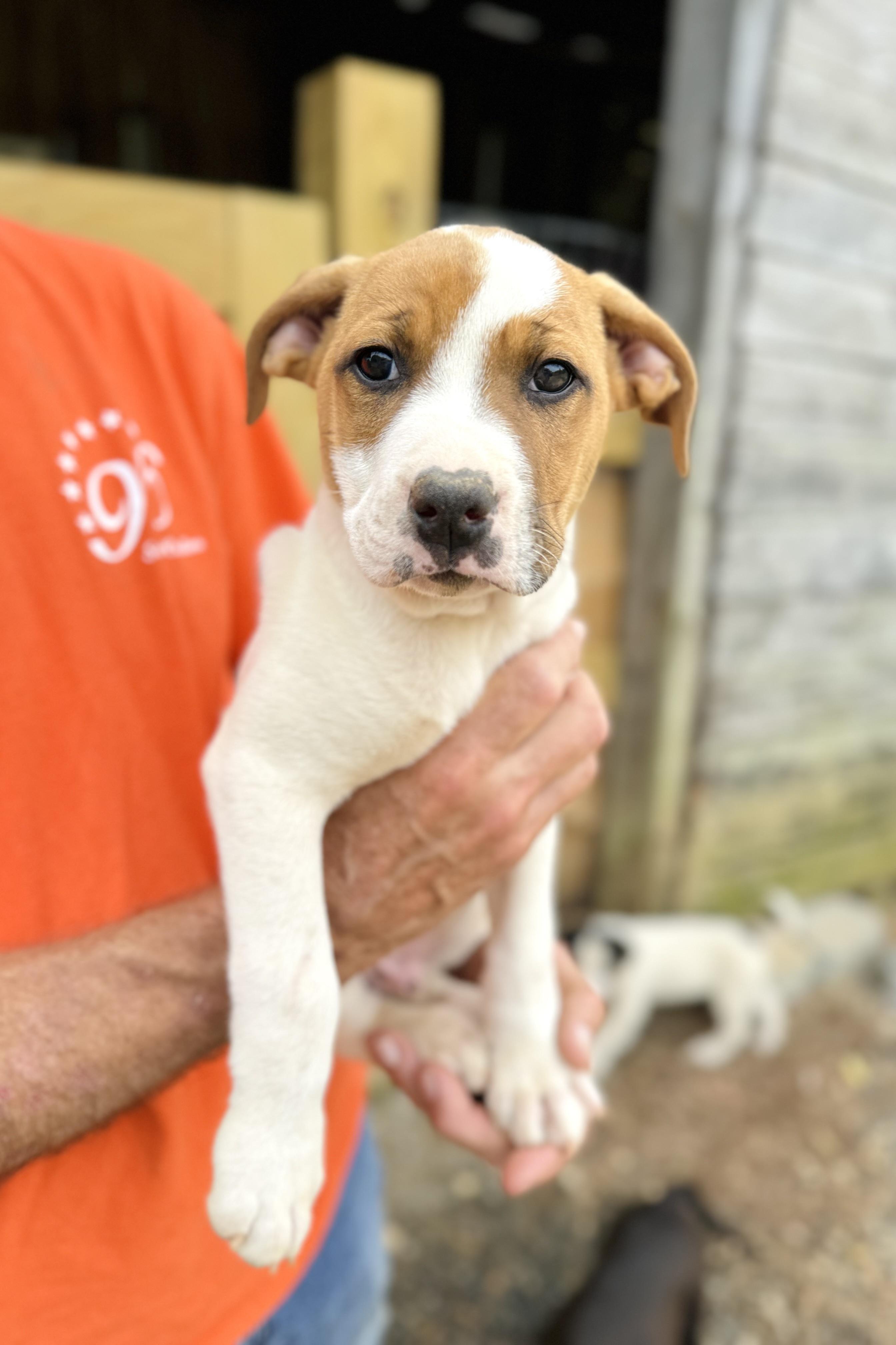 Tucker, a Adoptable mixed breed in Reidsville, NC image 4/4