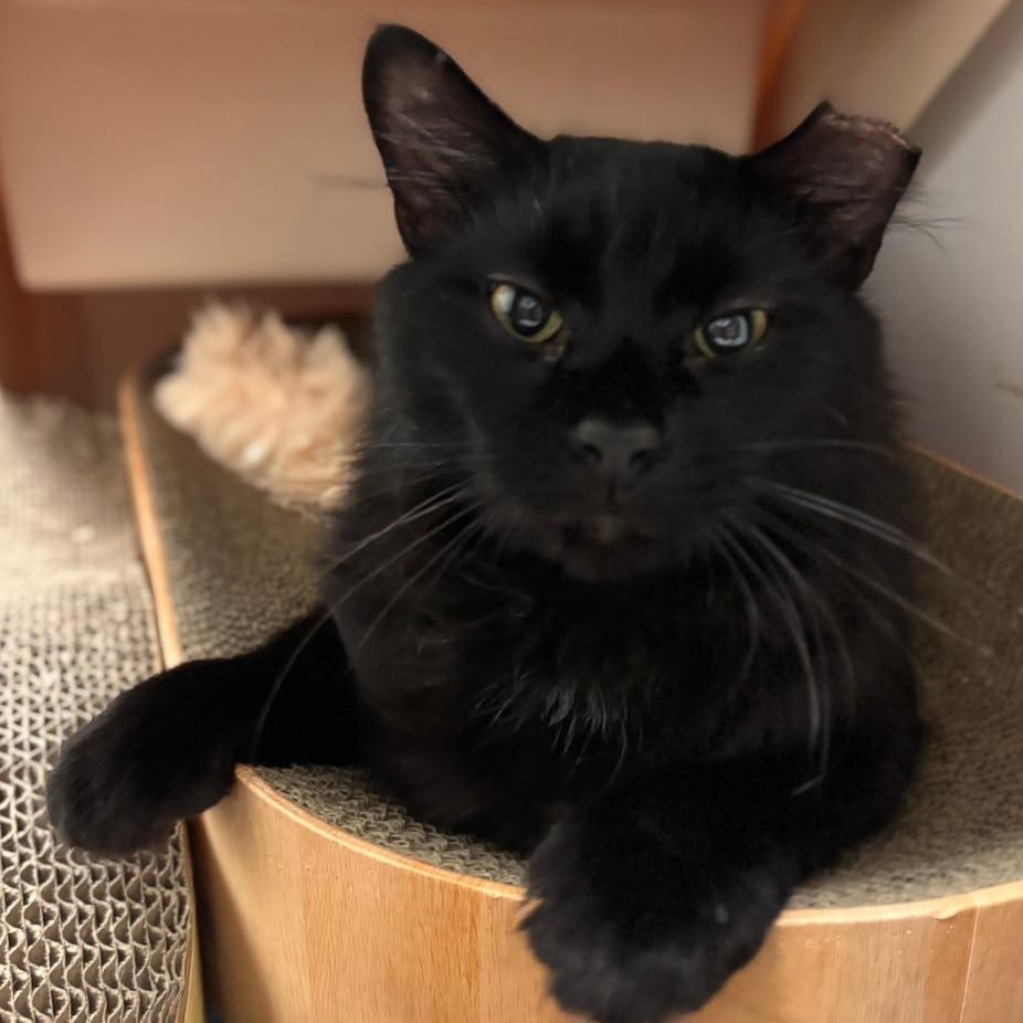 Enlarge Xander, a ADOPTABLE Domestic Medium Hair in Astoria, NY image 2/4