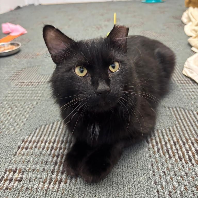Enlarge Xander, a ADOPTABLE Domestic Medium Hair in Astoria, NY image 1/4