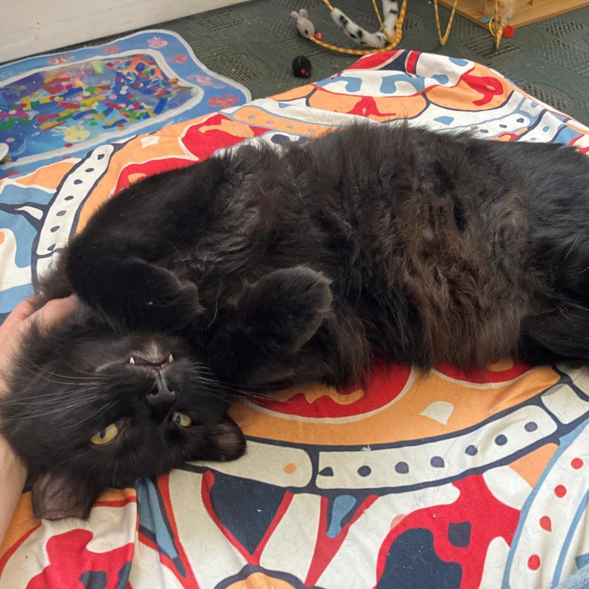 Enlarge Xander, a ADOPTABLE Domestic Medium Hair in Astoria, NY image 3/4