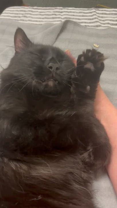 Enlarge Xander, a ADOPTABLE Domestic Medium Hair in Astoria, NY video 4/4