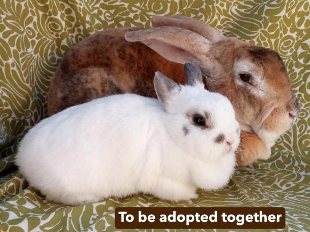 Enlarge LOQUITA, a Adoptable Hotot in Santa Barbara, CA image 1/1