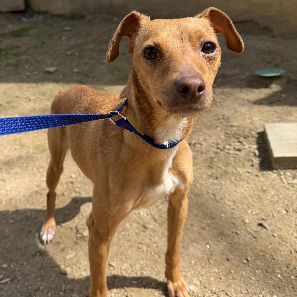 Lily, Adoptable, Young Female Chihuahua.