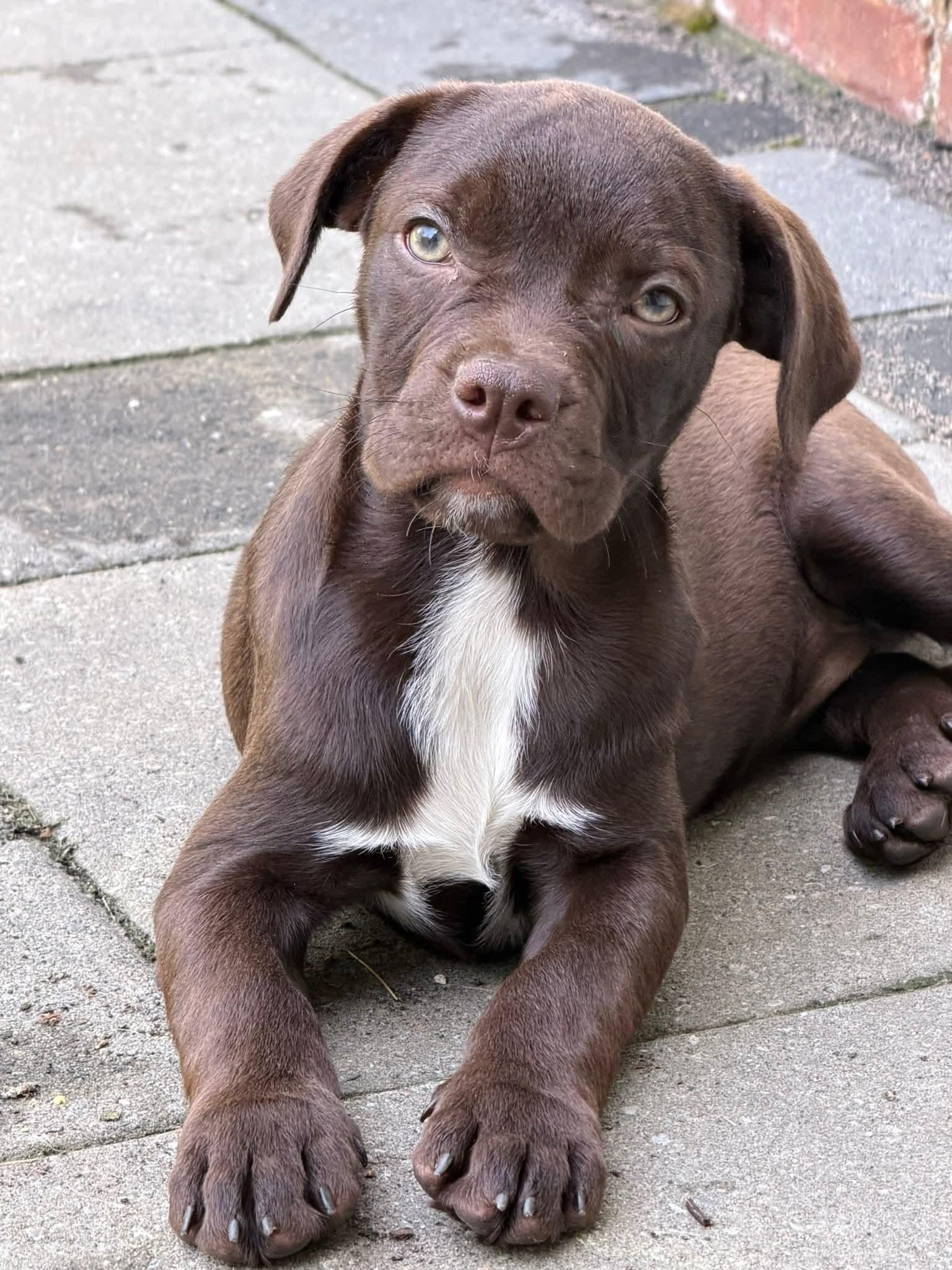 Elara, an adopted mixed breed in Toms River, NJ image 3/3