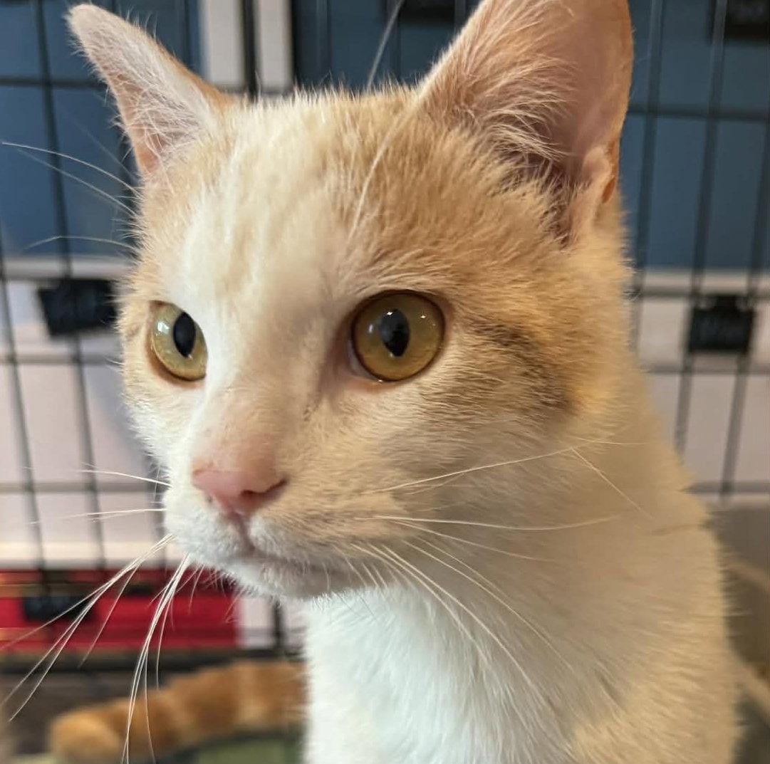 Enlarge Pingoin, a Adoptable Domestic Medium Hair in Orleans, ON image 1/2