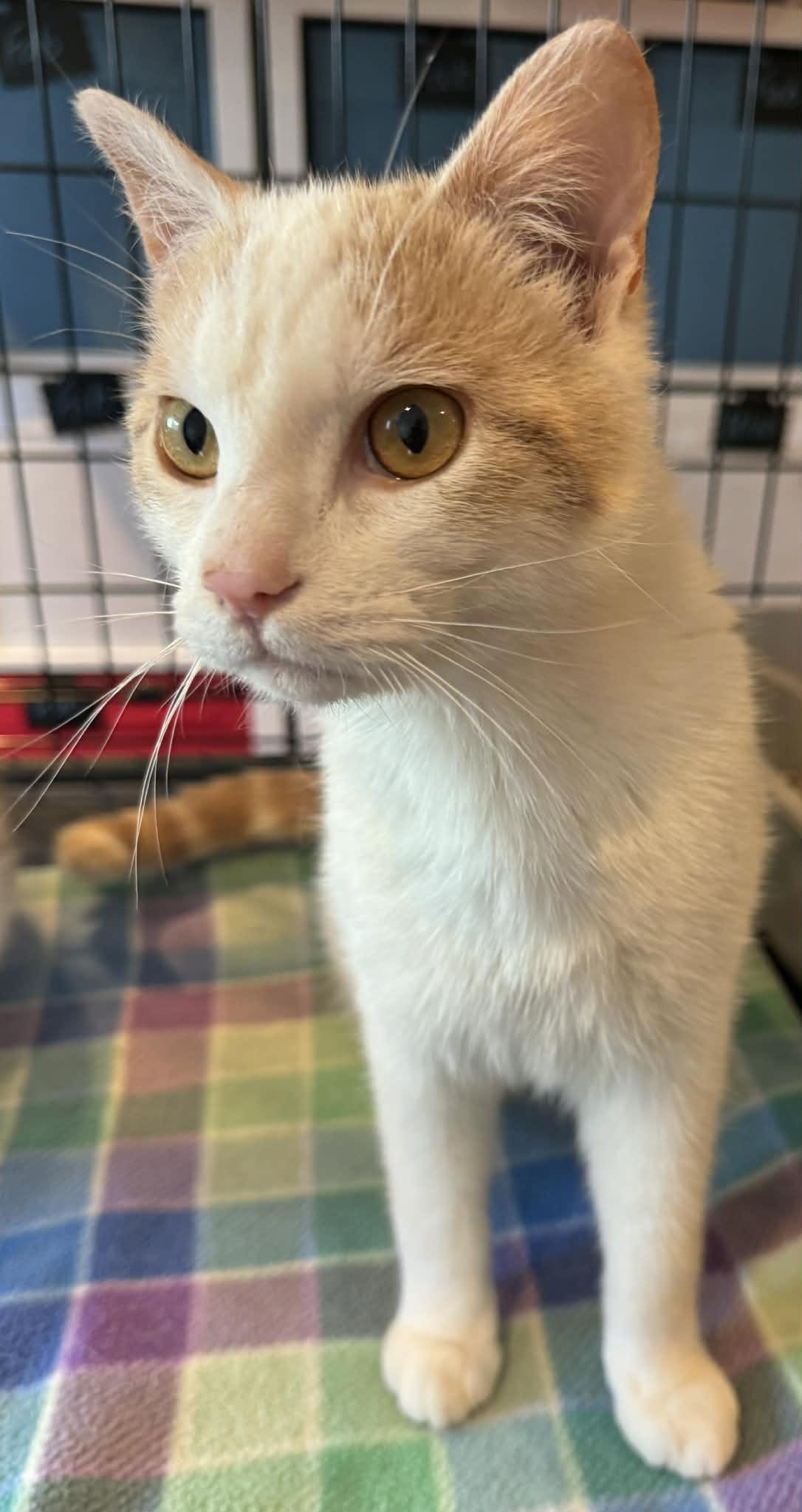 Enlarge Pingoin, a Adoptable Domestic Medium Hair in Orleans, ON image 2/2