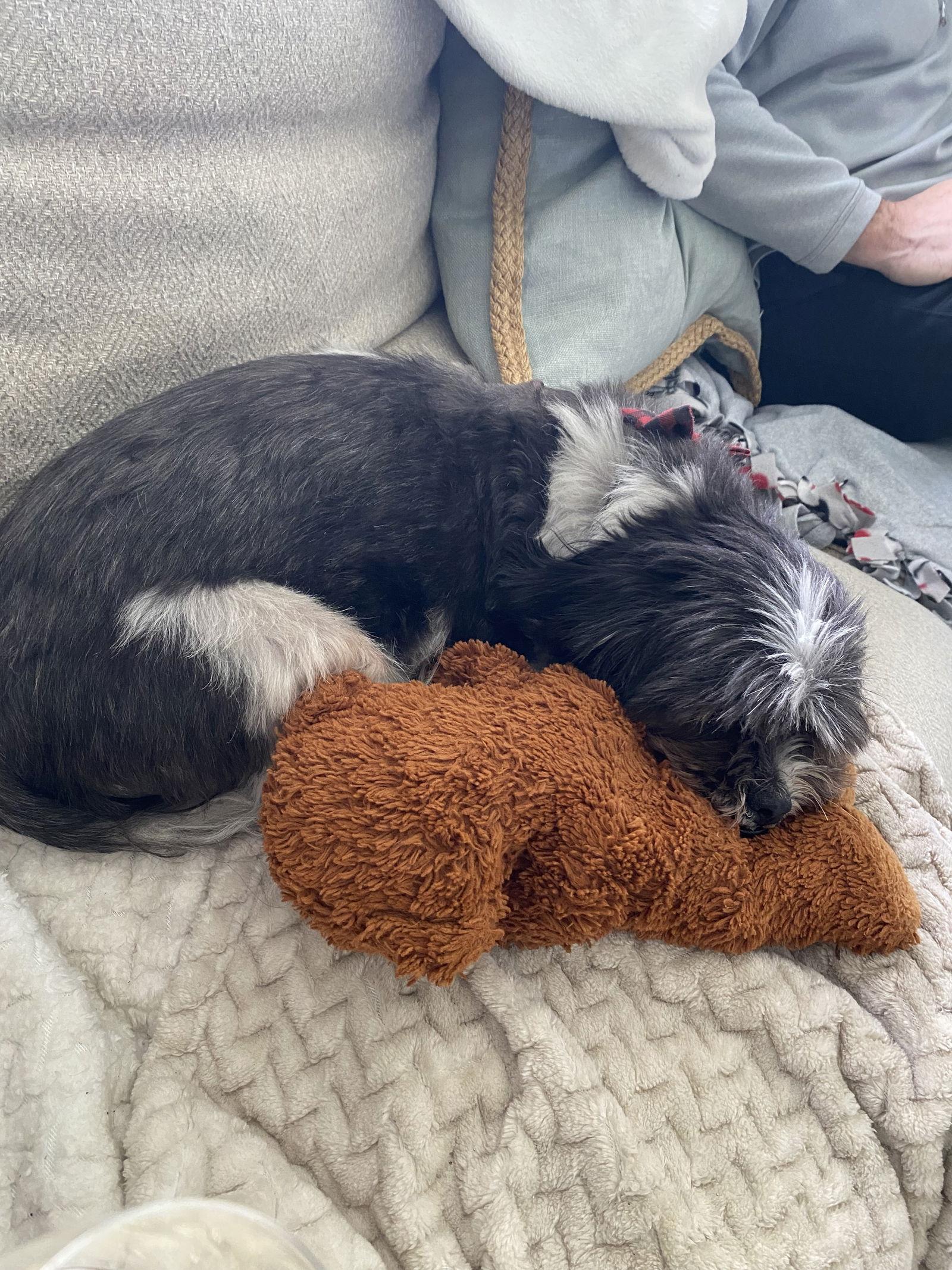 George-OS, a Adoptable Shih Tzu in Pataskala, OH image 1/3