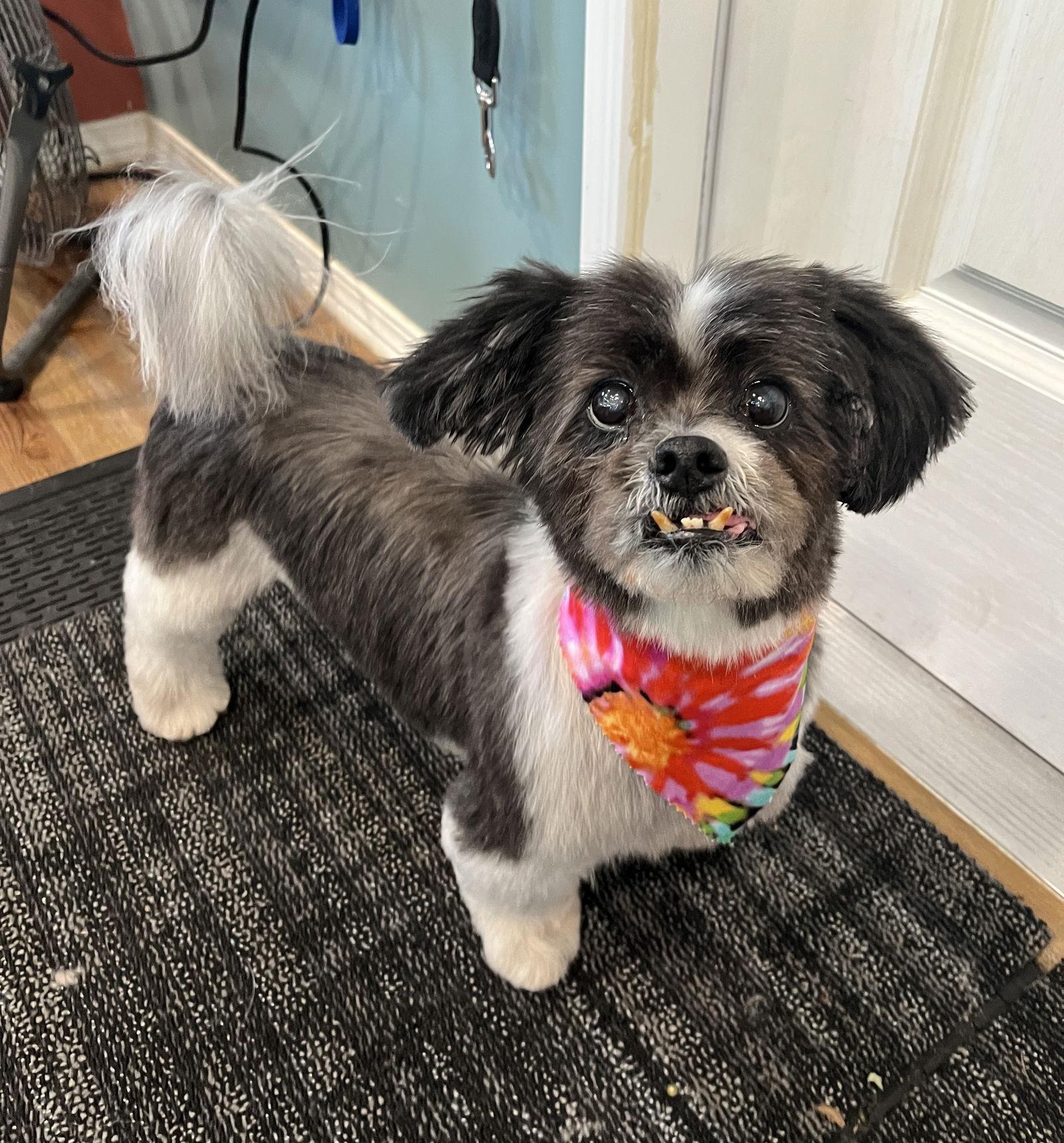 George-OS, a Adoptable Shih Tzu in Pataskala, OH image 2/3