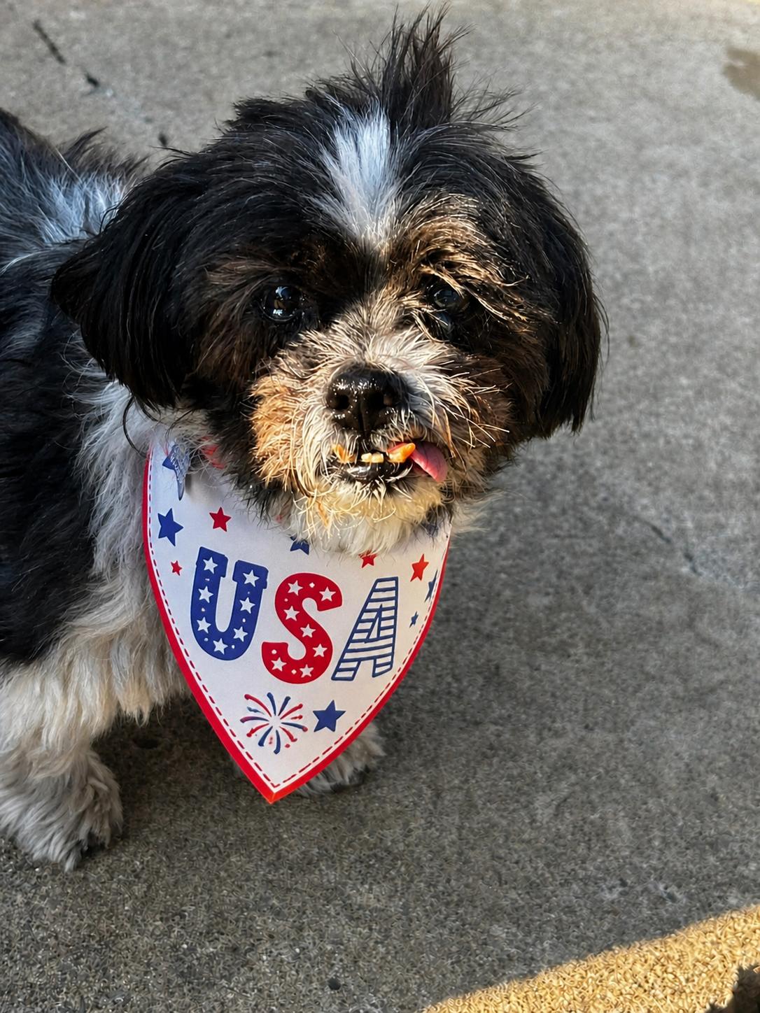 George-OS, a Adoptable Shih Tzu in Pataskala, OH image 2/3