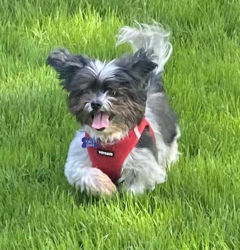 George-OS, a Adoptable Shih Tzu in Pataskala, OH image 3/3
