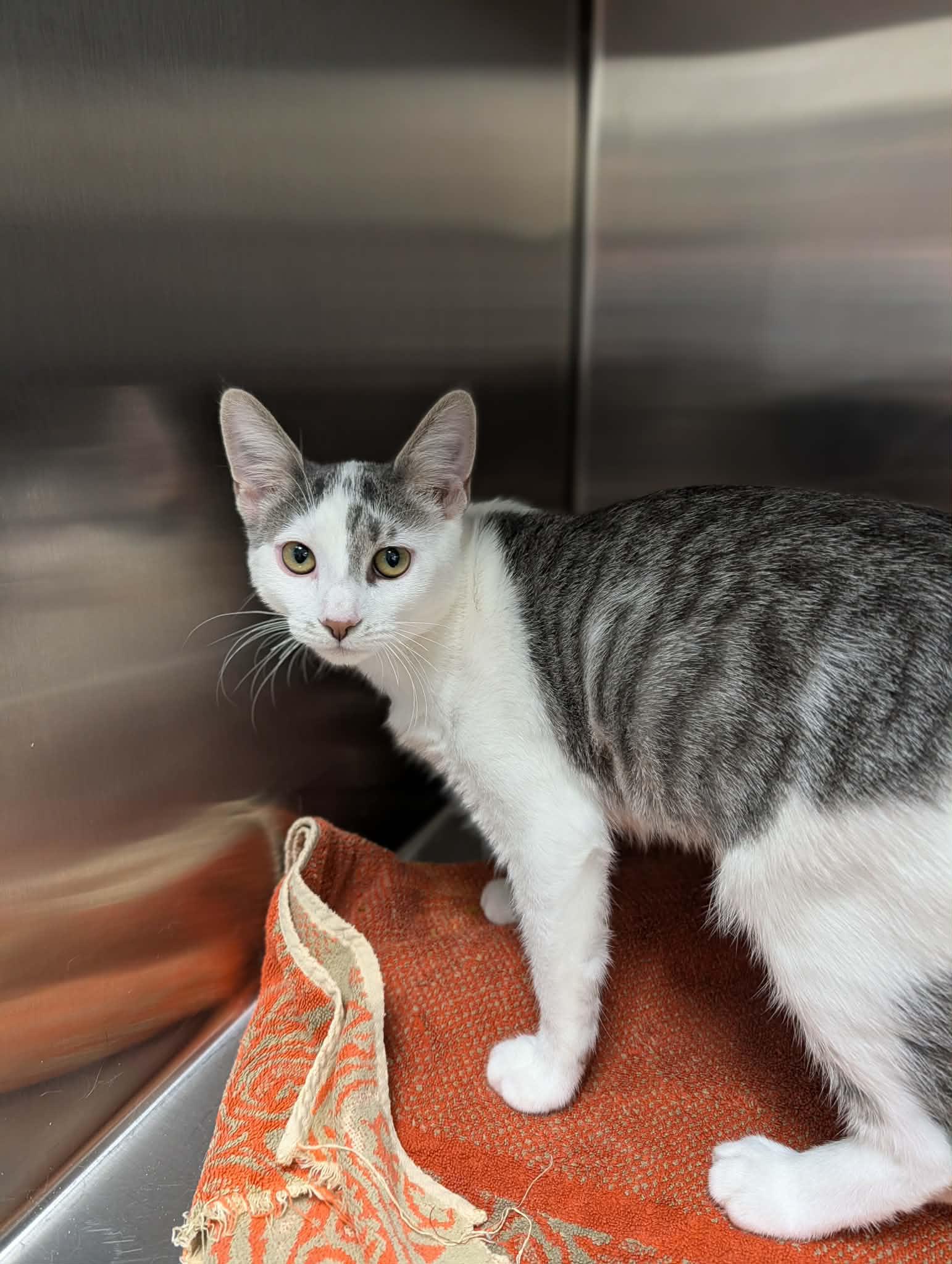 Enlarge Ravioli, a ADOPTABLE mixed breed in Chambersburg, PA image 1/1