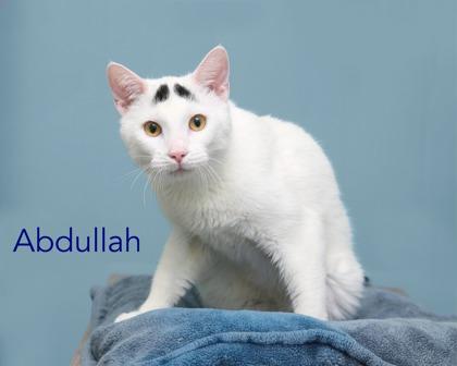 Enlarge Abdullah, a Adoptable mixed breed in Parma, OH image 1/2