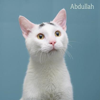 Enlarge Abdullah, a Adoptable mixed breed in Parma, OH image 2/2