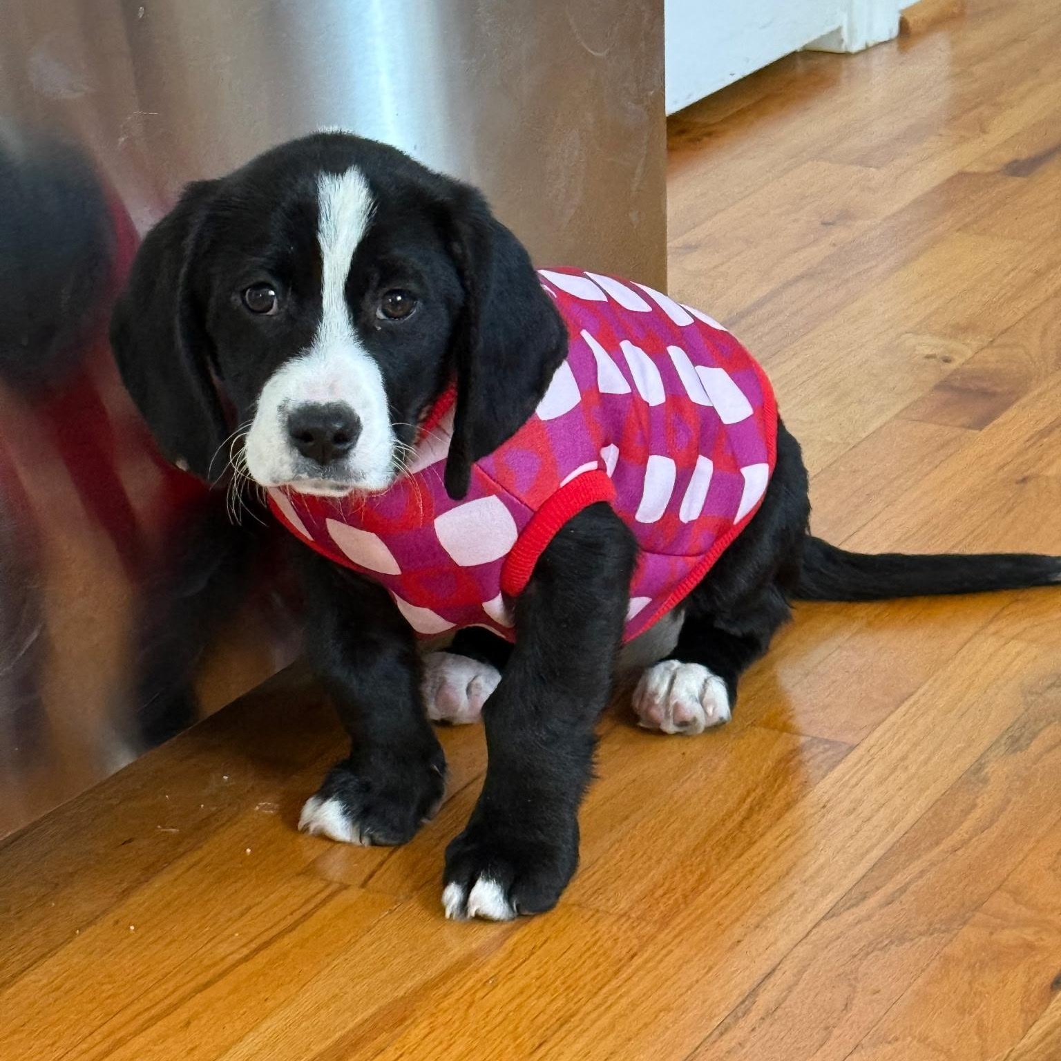 Enlarge Albert, a ADOPTABLE mixed breed in Waxhaw, NC image 2/3